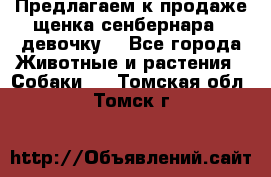 Предлагаем к продаже щенка сенбернара - девочку. - Все города Животные и растения » Собаки   . Томская обл.,Томск г.